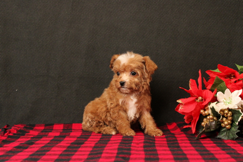 puppy, for, sale, Cavapoo, Matthew B. Stoltzfus, dog, breeder, Gap, PA, dog-breeder, puppy-for-sale, forsale, nearby, find, puppyfind, locator, puppylocator, aca